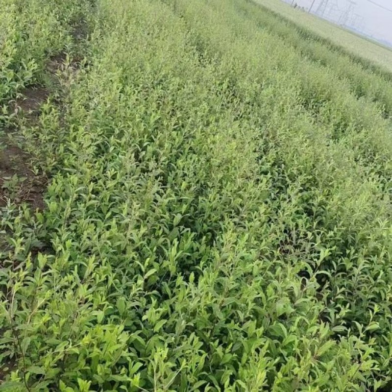 北苍术苗品质保证诚信经营产地直发