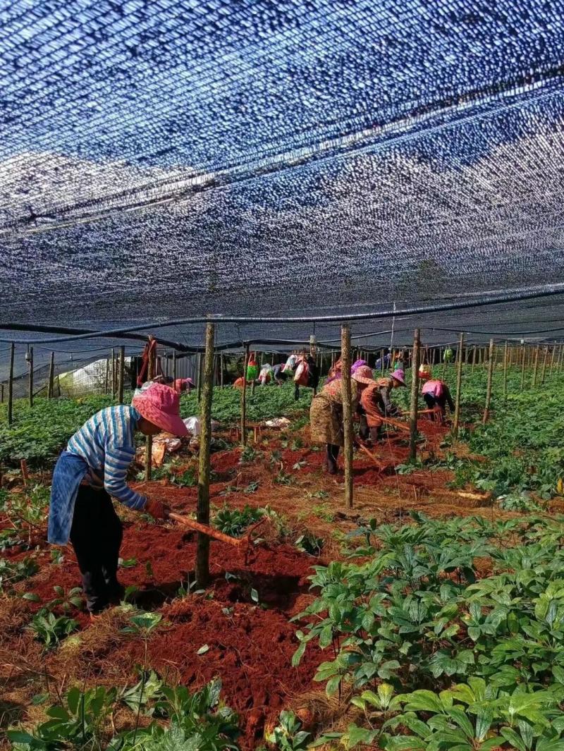 云南文山三七20头30头40头，源头产地，文山产地直发