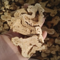 《白术》无硫浙江白术颜色好批发价格货真价实
