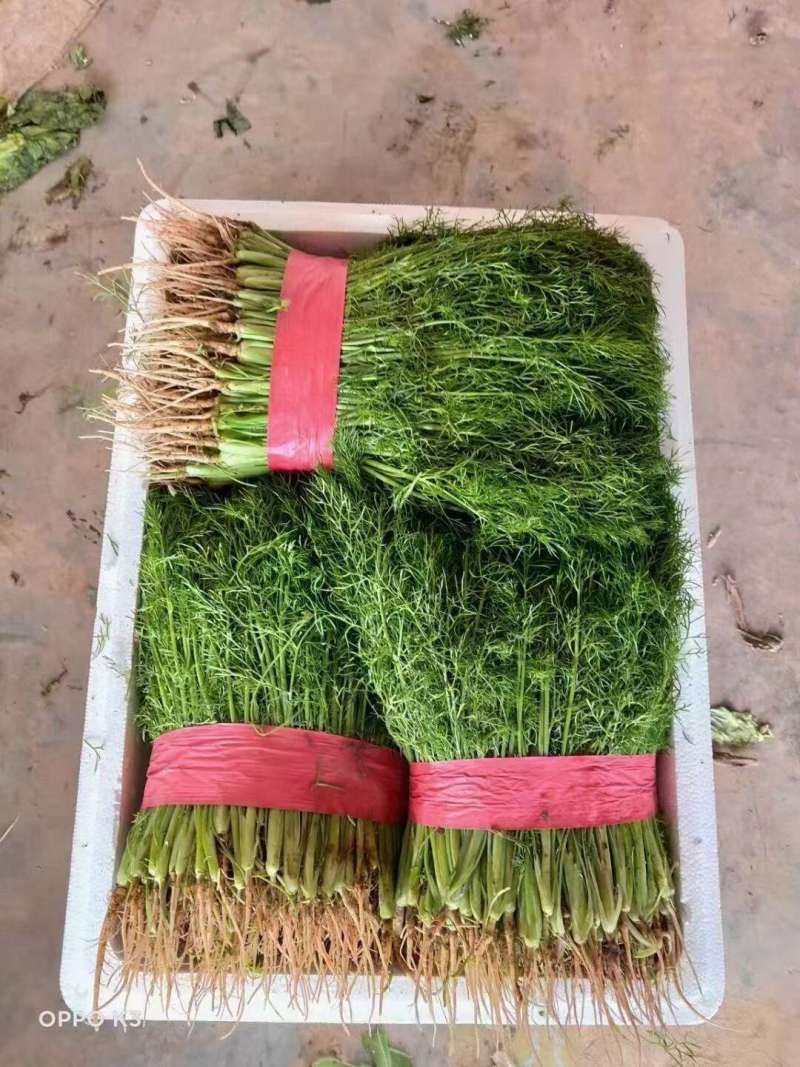 河北邯郸精品茴香货源稳定，加工厂商超配货代发全国各地