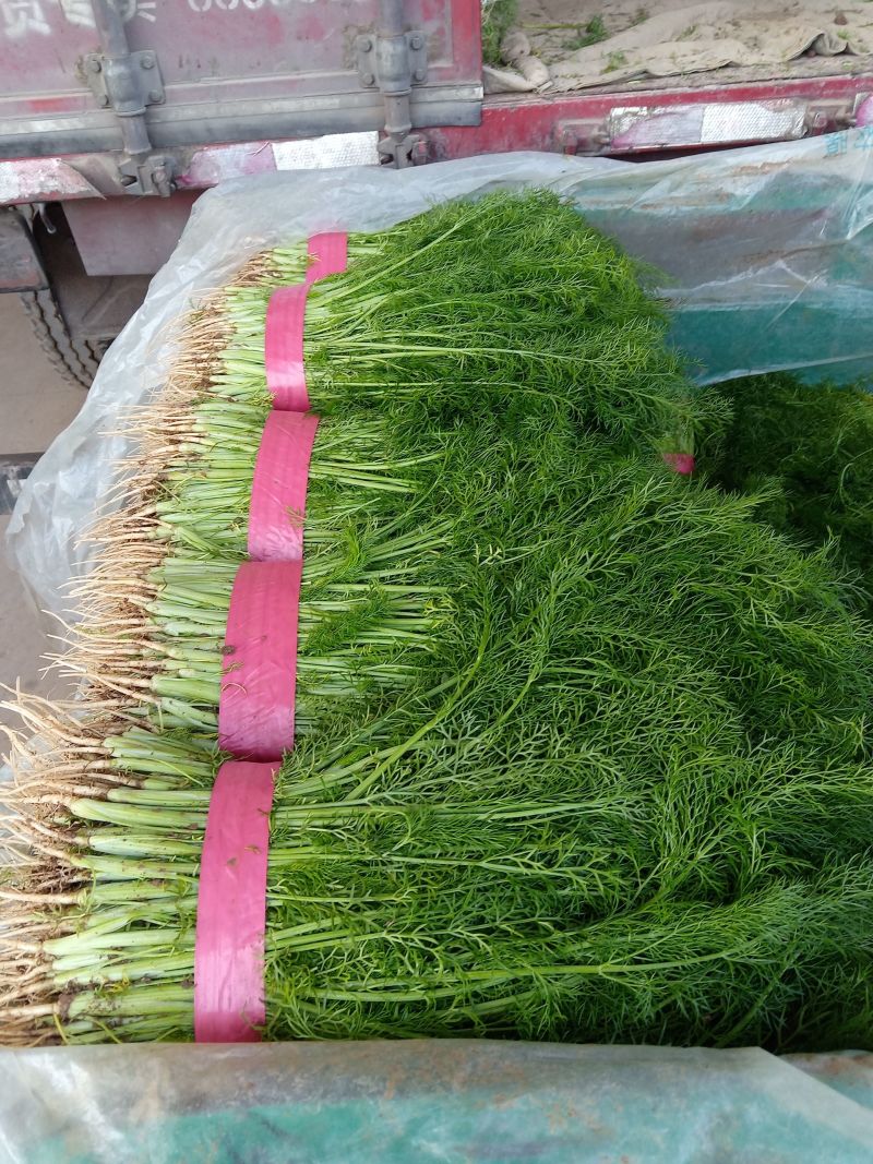 河北邯郸精品茴香货源稳定，加工厂商超配货代发全国各地