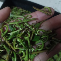 钩藤！有纯野生的钩藤，也有自家种钩藤！干货！鲜货都有！