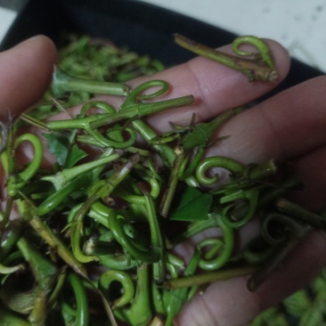 钩藤！有纯野生的钩藤，也有自家种钩藤！干货！鲜货都有！