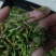 钩藤！有纯野生的钩藤，也有自家种钩藤！干货！鲜货都有！