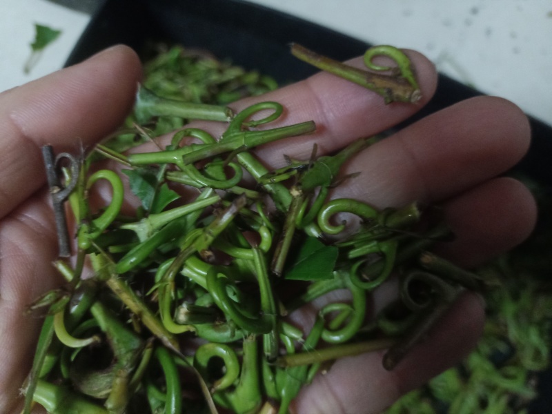 钩藤！有纯野生的钩藤，也有自家种钩藤！干货！鲜货都有！