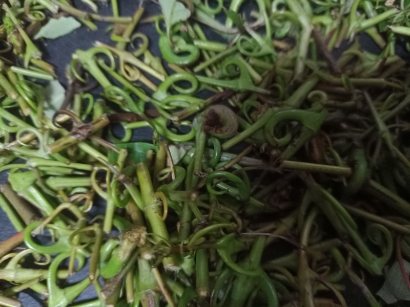 钩藤！有纯野生的钩藤，也有自家种钩藤！干货！鲜货都有！