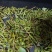 钩藤！有纯野生的钩藤，也有自家种钩藤！干货！鲜货都有！