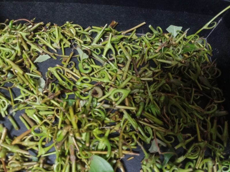 钩藤！有纯野生的钩藤，也有自家种钩藤！干货！鲜货都有！