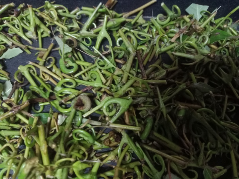 钩藤！有纯野生的钩藤，也有自家种钩藤！干货！鲜货都有！