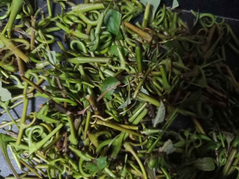 钩藤！有纯野生的钩藤，也有自家种钩藤！干货！鲜货都有！
