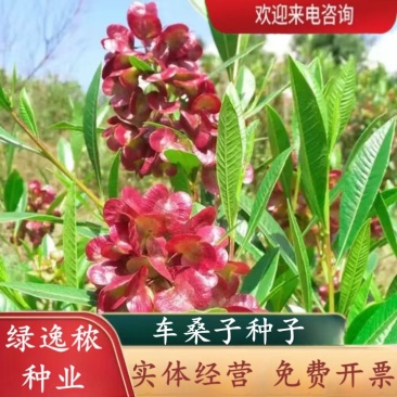 车桑子种子道路护坡灌木榨油入药荒地绿化水土保湿