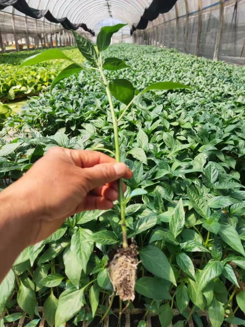 辣椒螺丝椒羊角椒货源充足量大从优质量保证欢迎咨询