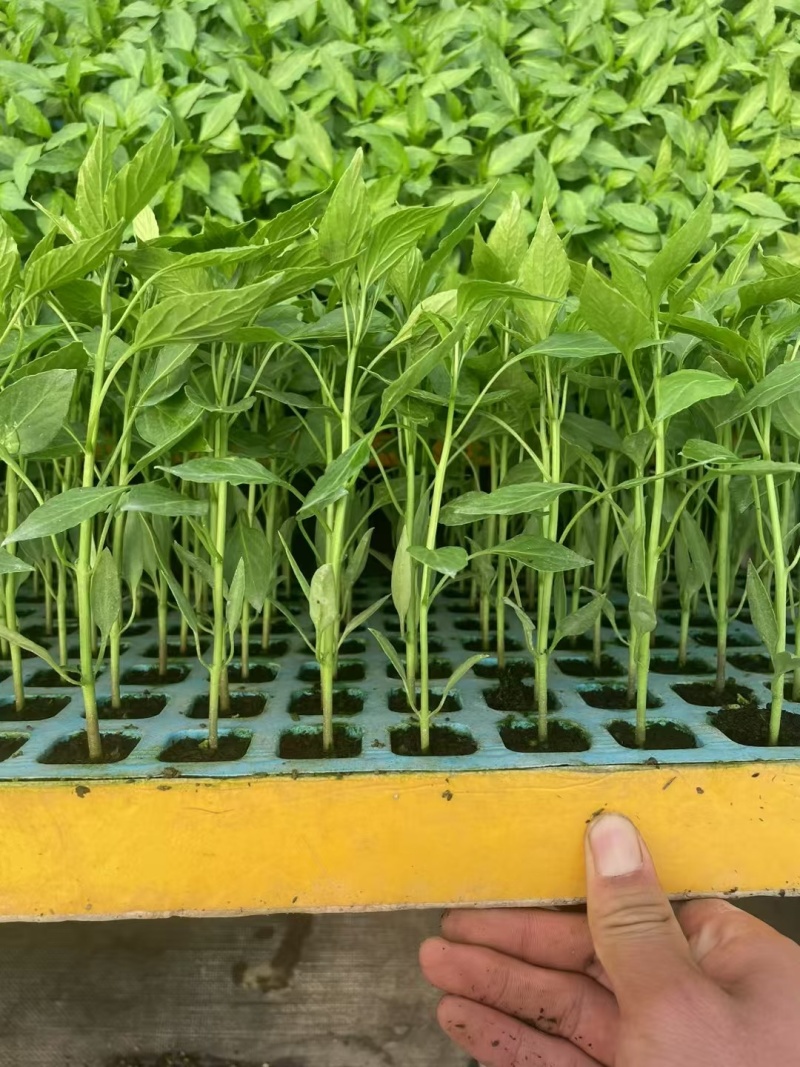 辣椒螺丝椒羊角椒货源充足量大从优质量保证欢迎咨询