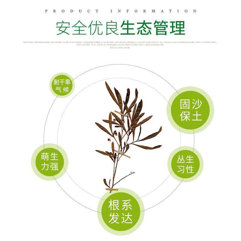 车桑子种子道路护坡灌木榨油入药荒地绿化水土保湿