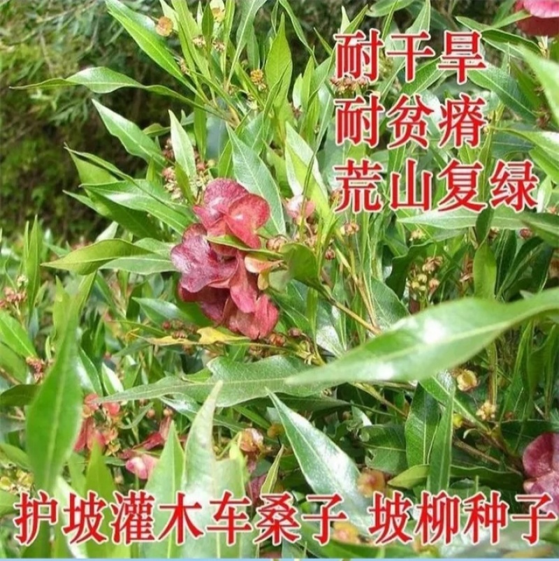 车桑子种子道路护坡灌木榨油入药荒地绿化水土保湿