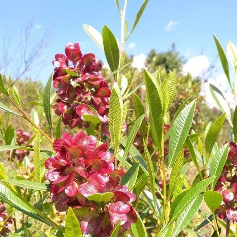 车桑子种子道路护坡灌木榨油入药荒地绿化水土保湿