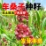 车桑子种子道路护坡灌木榨油入药荒地绿化水土保湿