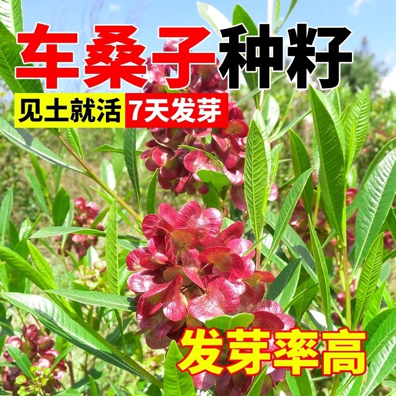 车桑子种子道路护坡灌木榨油入药荒地绿化水土保湿