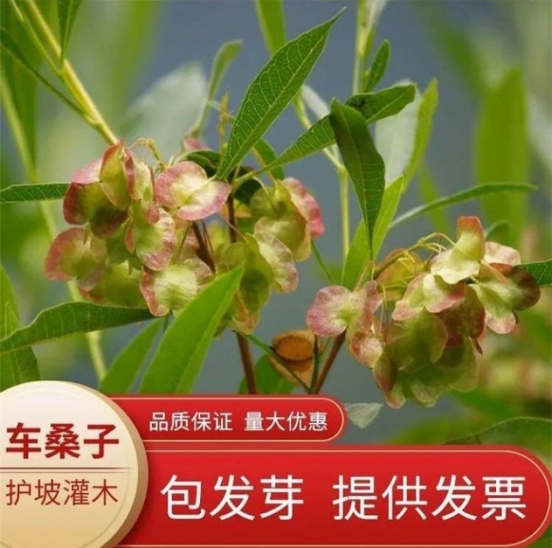车桑子种子道路护坡灌木榨油入药荒地绿化水土保湿