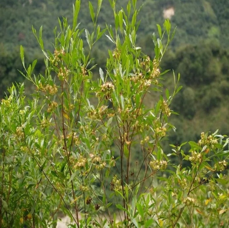 车桑子种子道路护坡灌木榨油入药荒地绿化水土保湿