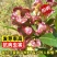 车桑子种子道路护坡灌木榨油入药荒地绿化水土保湿