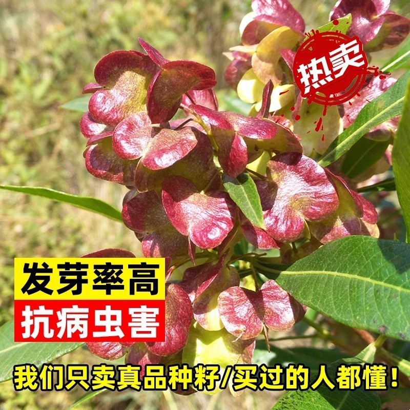 车桑子种子道路护坡灌木榨油入药荒地绿化水土保湿