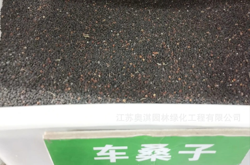 车桑子种子道路护坡灌木榨油入药荒地绿化水土保湿