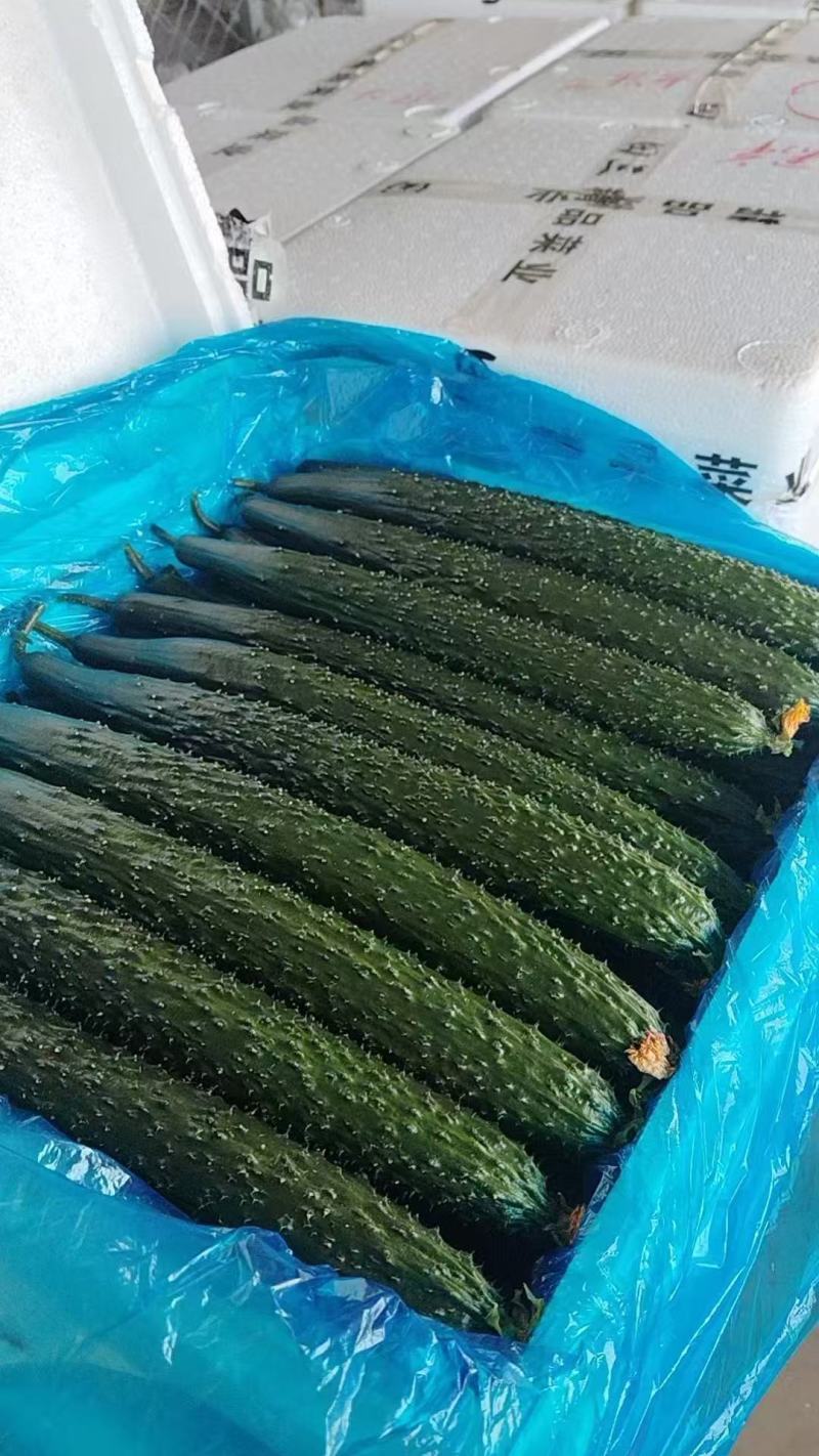 山东聊城莘县密刺黄瓜大量上市规格齐全货源充足全国发货