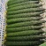 山东聊城莘县密刺黄瓜大量上市规格齐全货源充足全国发货