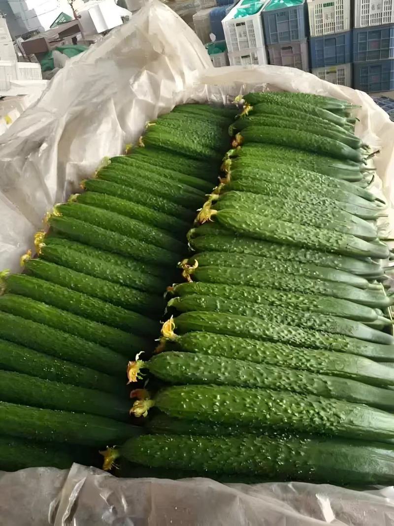 山东聊城莘县密刺黄瓜大量上市规格齐全货源充足全国发货