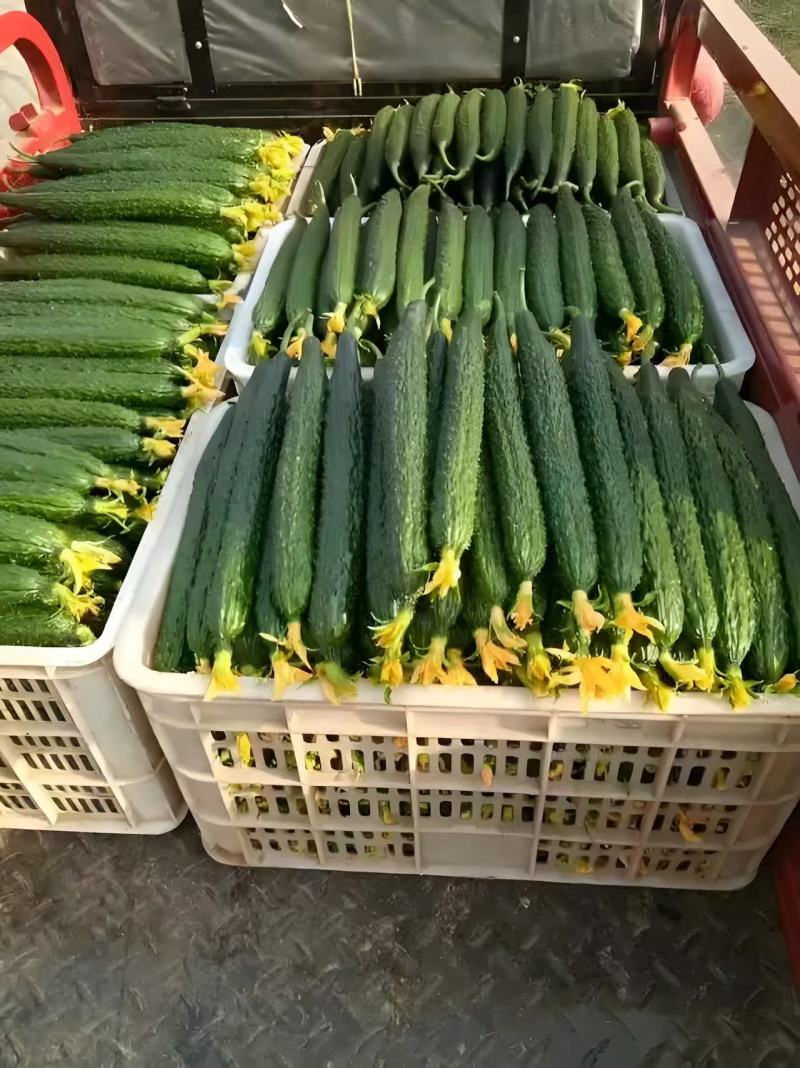 山东聊城莘县密刺黄瓜大量上市规格齐全货源充足全国发货