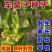 车桑子种子道路护坡灌木榨油入药荒地绿化水土保湿