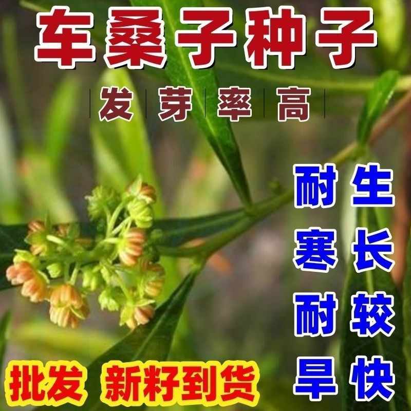 车桑子种子道路护坡灌木榨油入药荒地绿化水土保湿