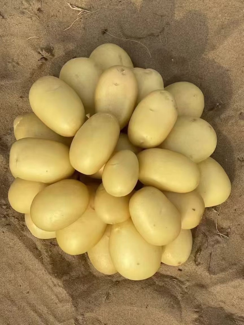 v7土豆产地直发量大电话议价价格美丽各规格齐全