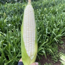 广东徐闻白糯花糯玉米产地基地直供新鲜采摘全国发货粒粒饱满