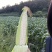 广东徐闻白糯花糯玉米产地基地直供新鲜采摘全国发货粒粒饱满