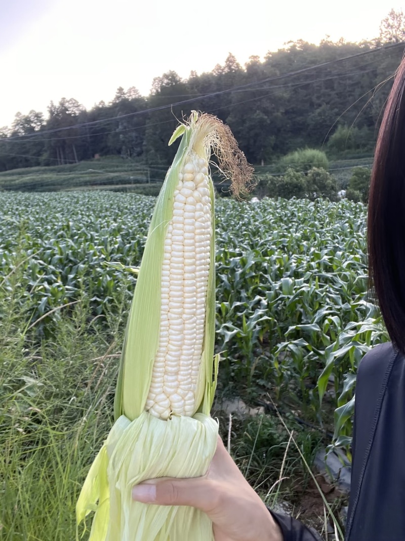 广东徐闻白糯花糯玉米产地基地直供新鲜采摘全国发货粒粒饱满