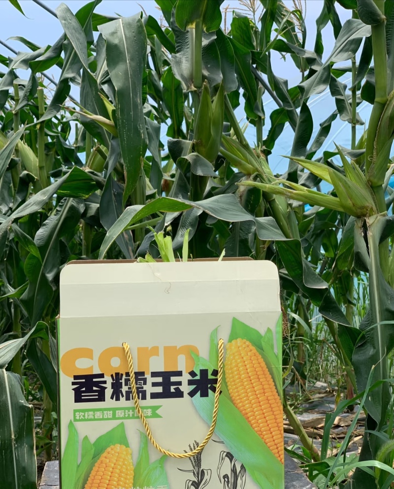 广东徐闻白糯花糯玉米产地基地直供新鲜采摘全国发货粒粒饱满
