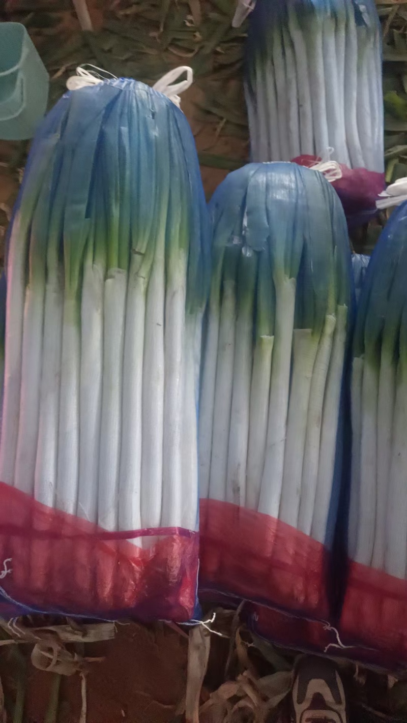 大葱铁杆大葱净菜加工商超配货代发全国市场