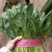 菠菜大叶菠菜河北净菜加工商超电商供货代发全国市场