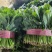 菠菜大叶菠菜河北净菜加工商超电商供货代发全国市场
