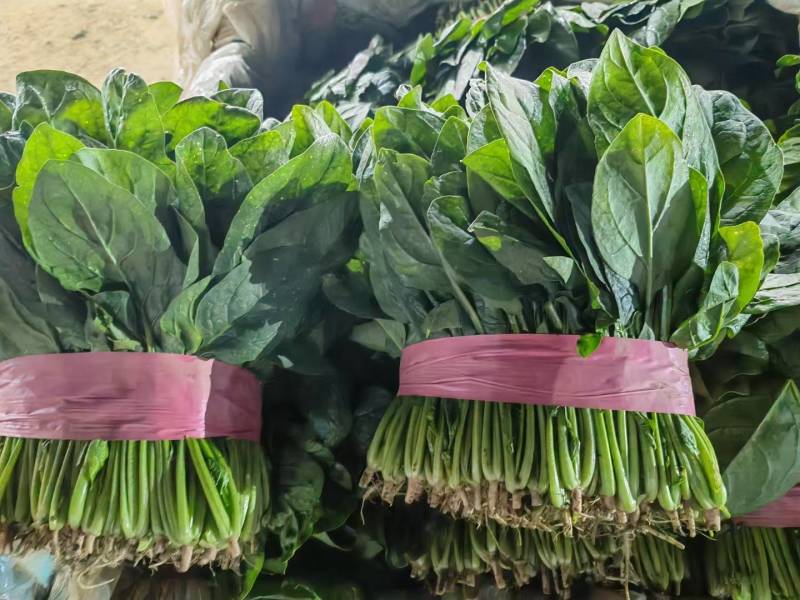 菠菜大叶菠菜河北净菜加工商超电商供货代发全国市场