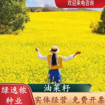 油菜籽种子四季易种早熟98天高产夏季油菜籽冬油菜籽