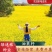 油菜籽种子四季易种早熟98天高产夏季油菜籽冬油菜籽