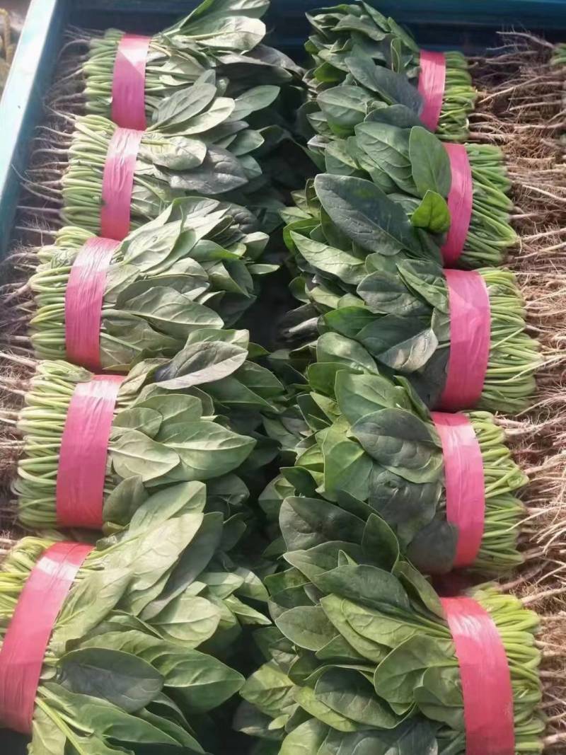菠菜大叶菠菜河北净菜加工商超电商供货代发全国市场