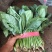 菠菜大叶菠菜河北净菜加工商超电商供货代发全国市场