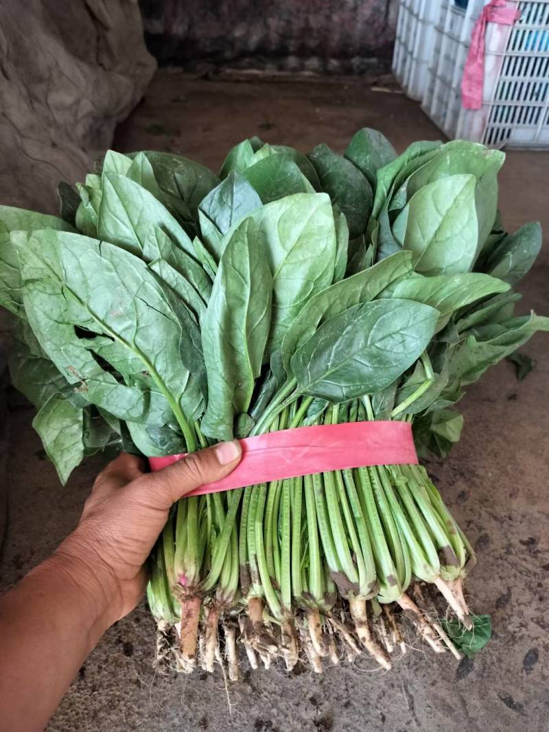 菠菜大叶菠菜河北净菜加工商超电商供货代发全国市场