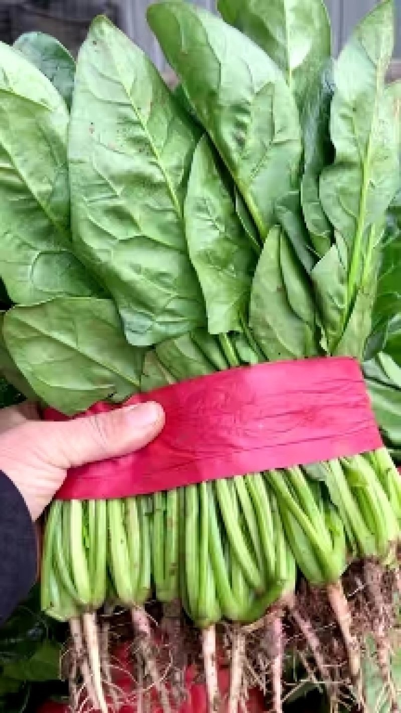 菠菜大叶菠菜河北净菜加工商超电商供货代发全国市场