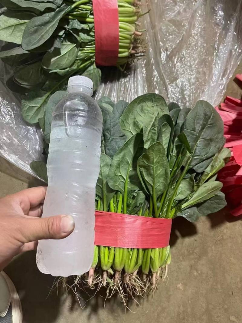 菠菜大叶菠菜河北净菜加工商超电商供货代发全国市场