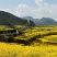 油菜籽种子四季易种早熟98天高产夏季油菜籽冬油菜籽